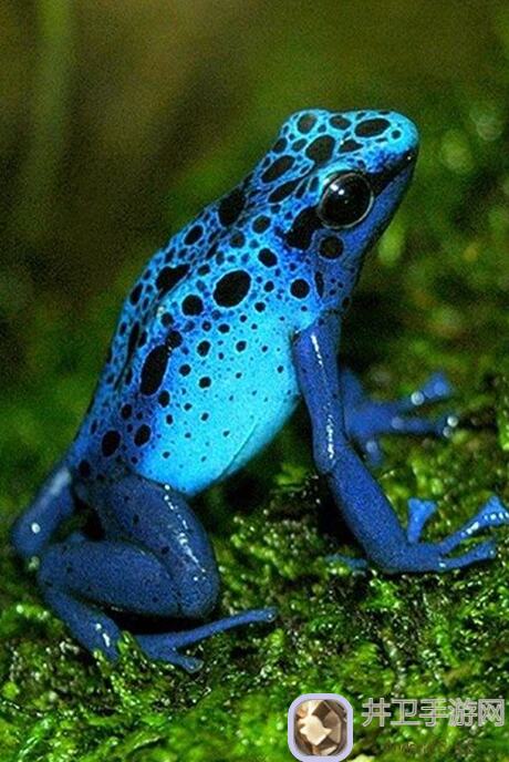 冲呀！饼干人：海妖精版本饼干配料推荐攻略